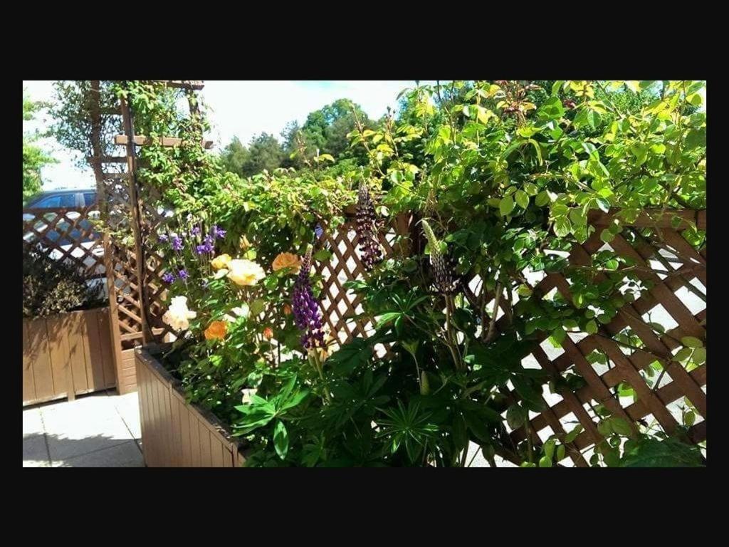 The Old Bell Bed and Breakfast Shrewsbury Buitenkant foto